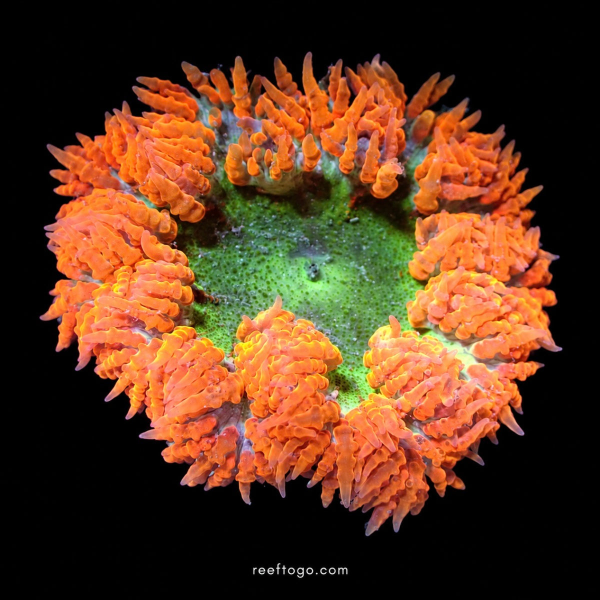 Green Orange Rock Flower Anemone · 2" WYSIWYG
