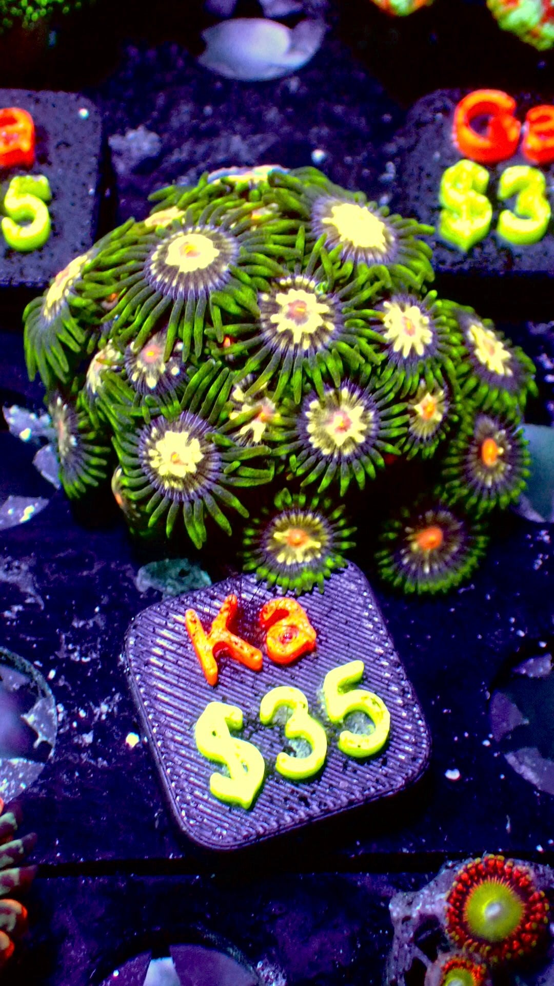 Stargazer zoas WYSIWYG Ka
