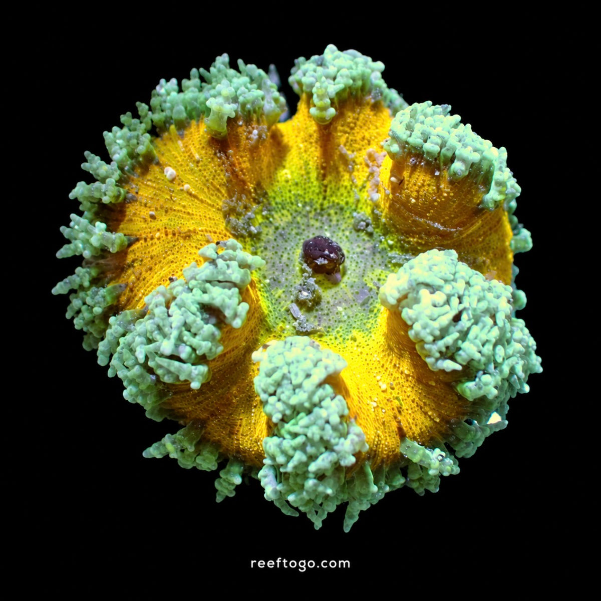 Orange Mint Rock Flower Anemone · 2" WYSIWYG