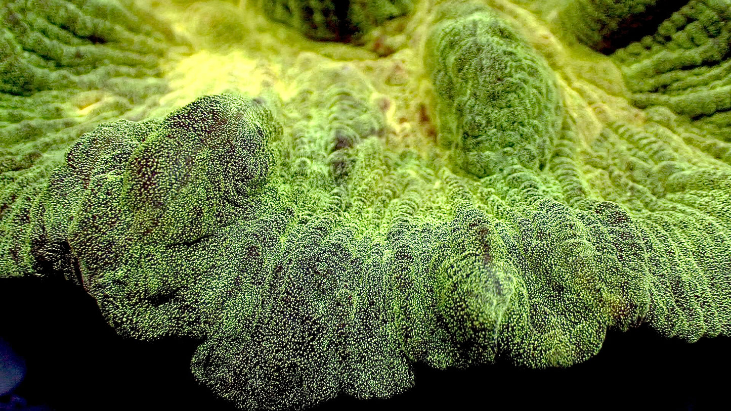 UFO πΈ pectinia 5β colony WYSIWYG