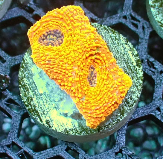 Orange crush Acan echinata