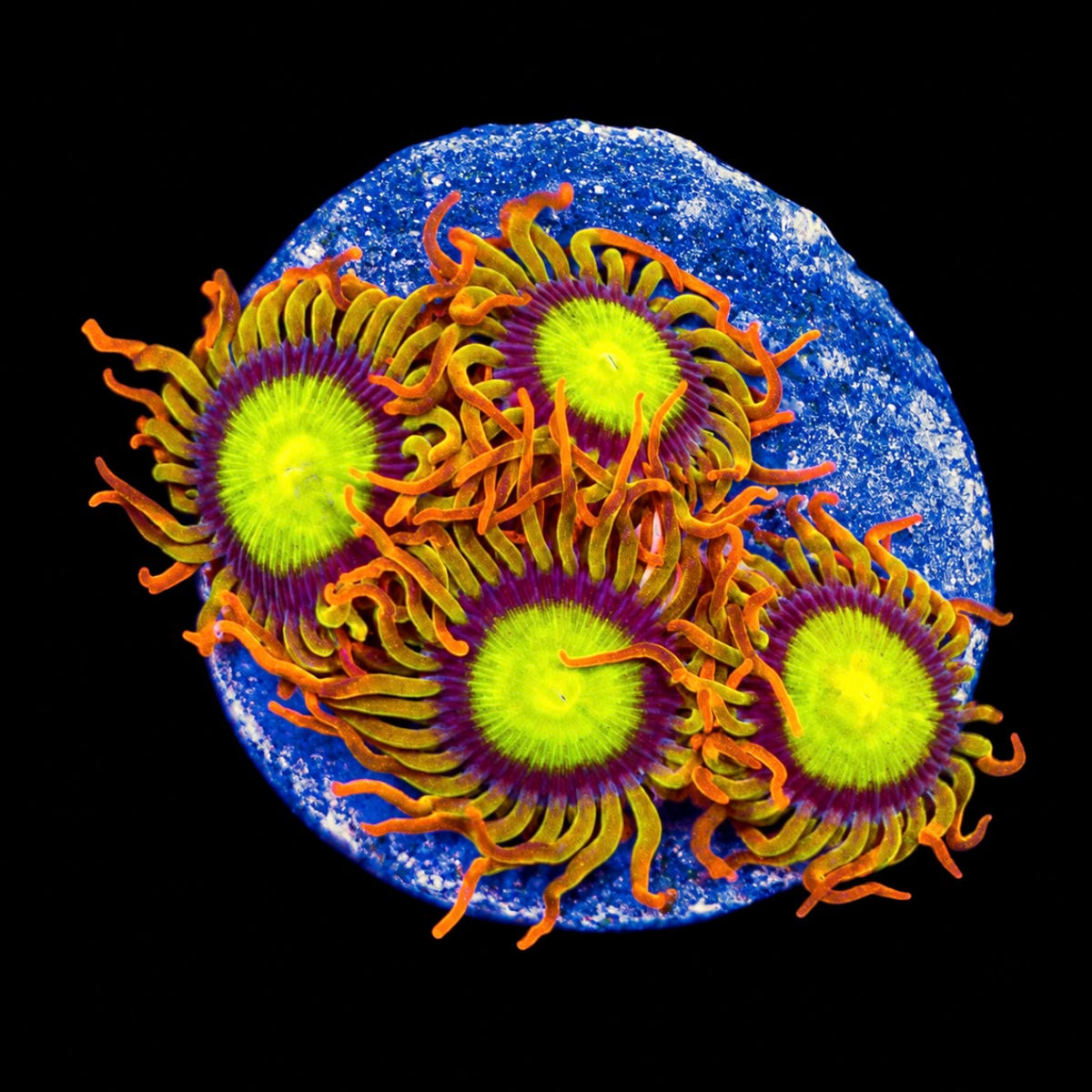 R2G Manderin Zoanthid