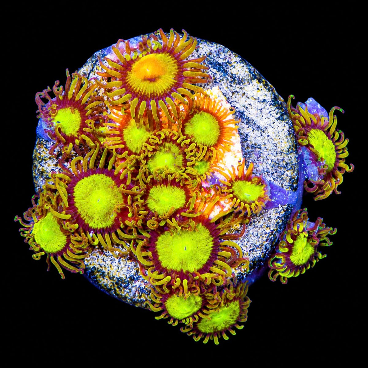 King Midas Zoanthid