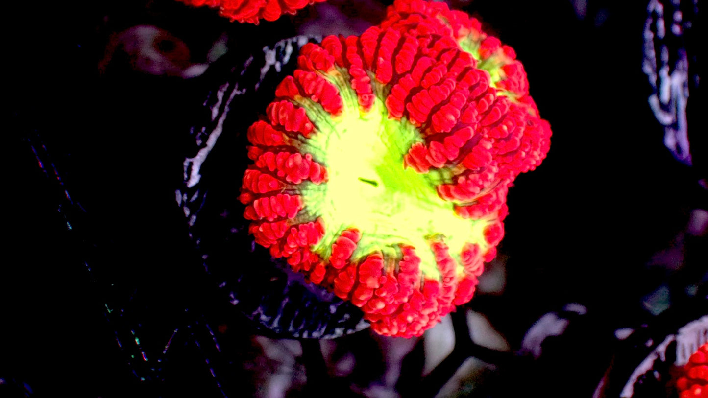 Red Blasto wellsi