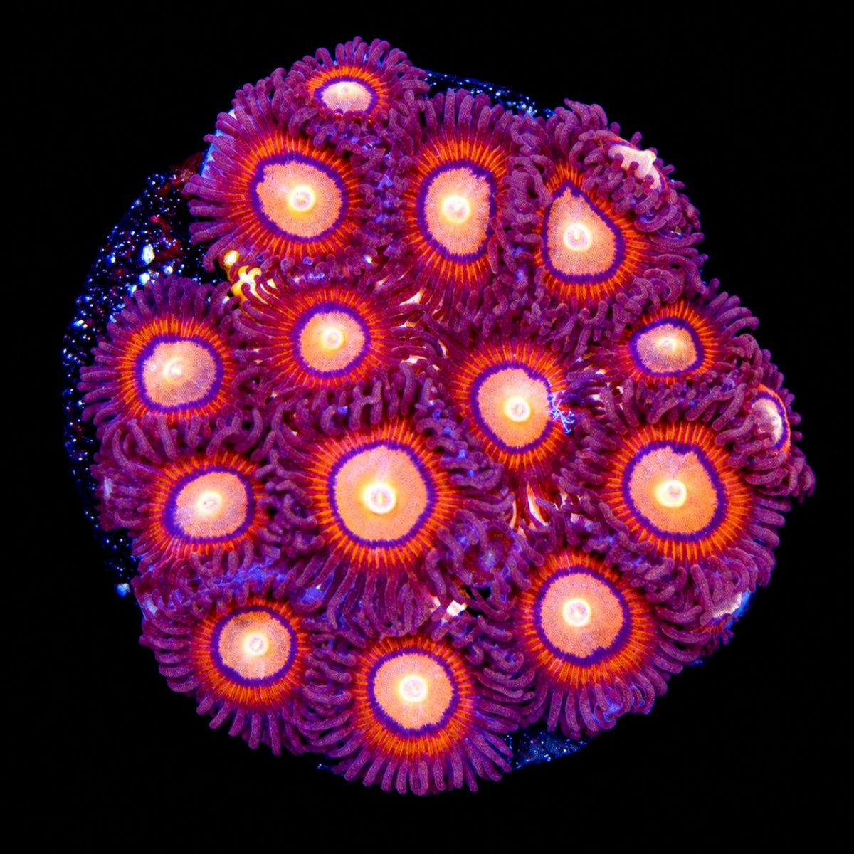 R2G Halo Monster Zoanthid