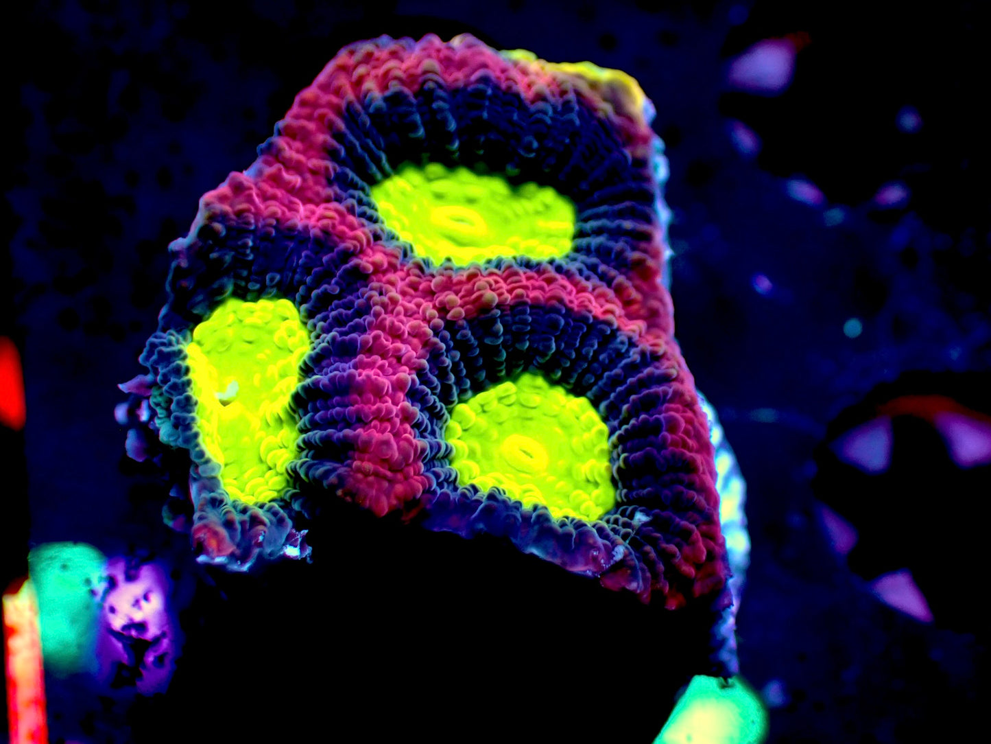 Dragon Soul Favia Brain