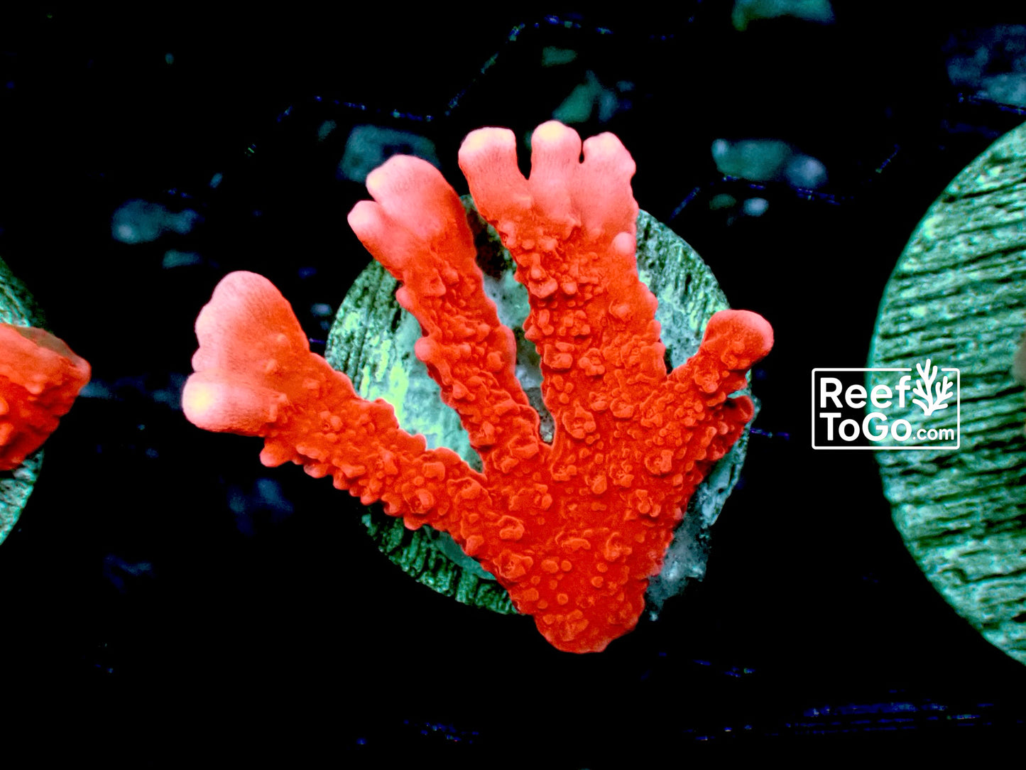 Fire starter anacropora 1” frag