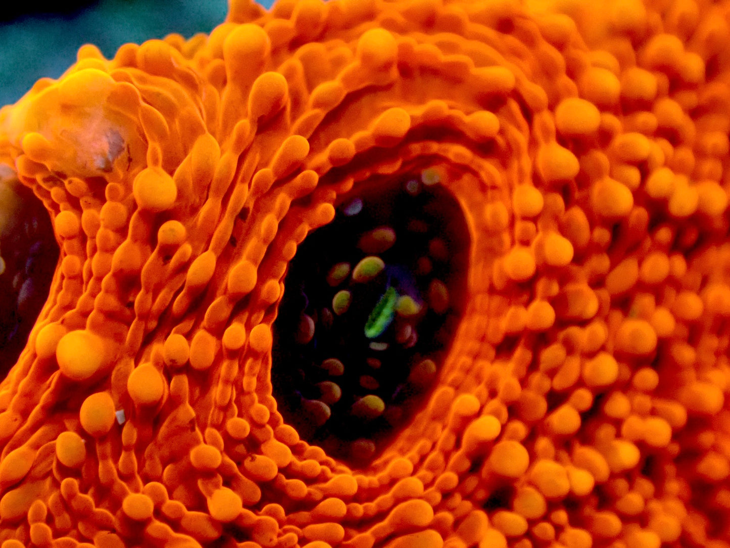 Orange crush Acan echinata