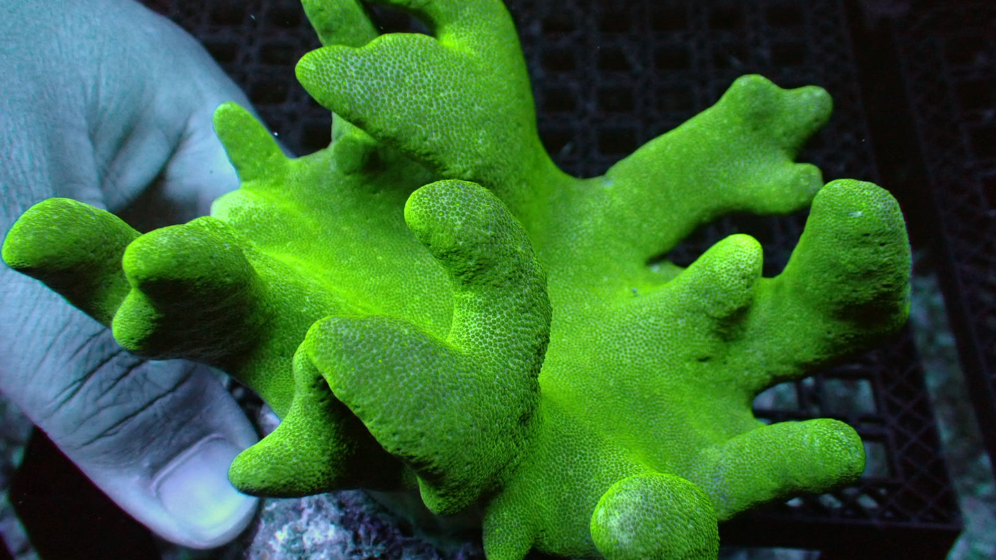 Green devil hand XL colony 6” WYSIWYG