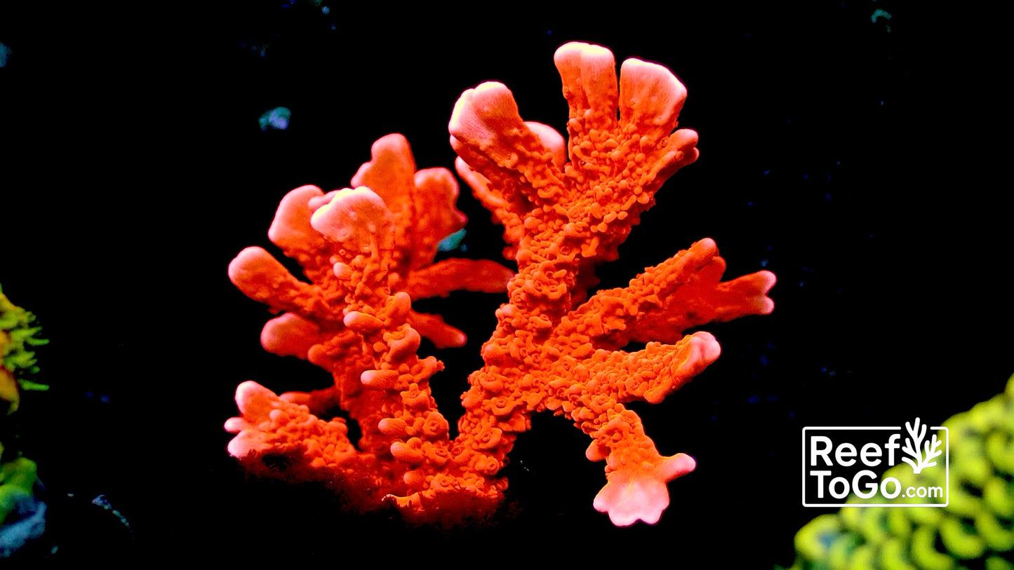 Fire starter Hirsuta