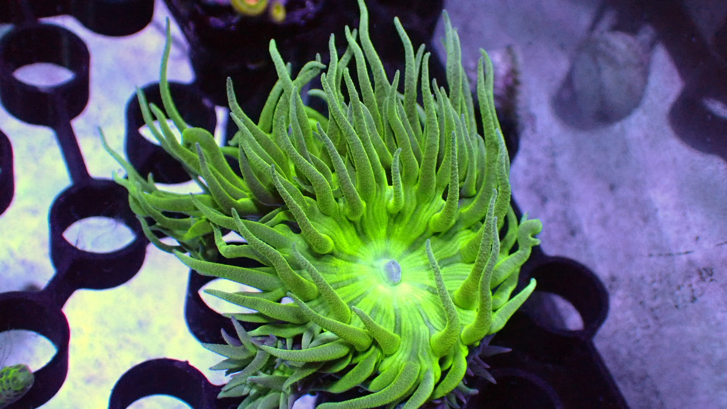 Teal Duncan 3 heads 1” frag WYSIWYG