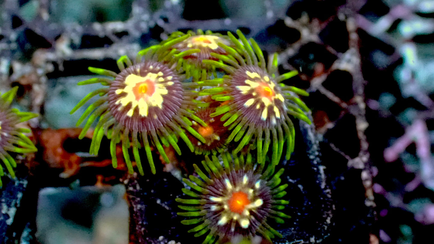 Stargazer Zoas