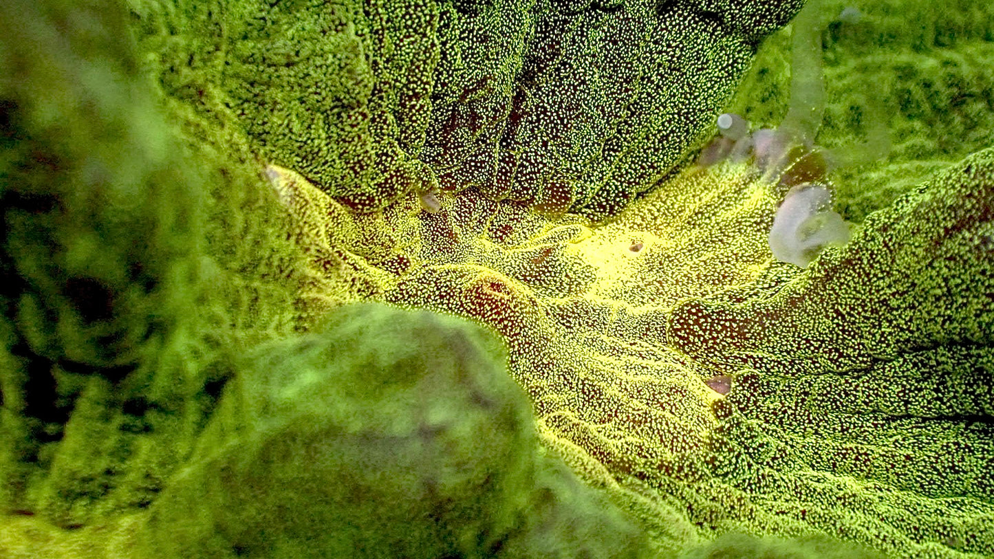 UFO πΈ pectinia 5β colony WYSIWYG
