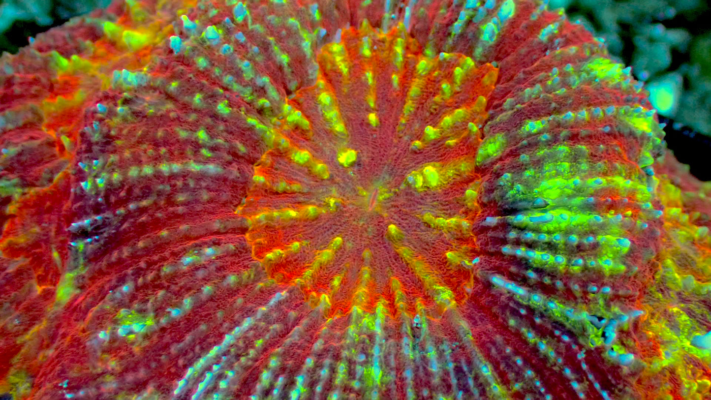 Australomussa rowleyensis WYSIWYG 5” colony