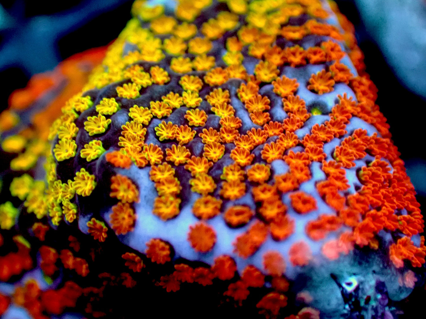 Sunset Montipora