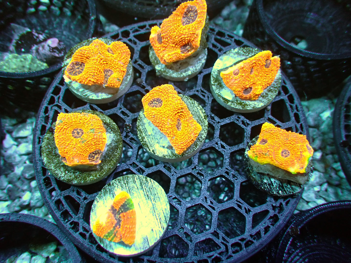 Orange crush Acan echinata