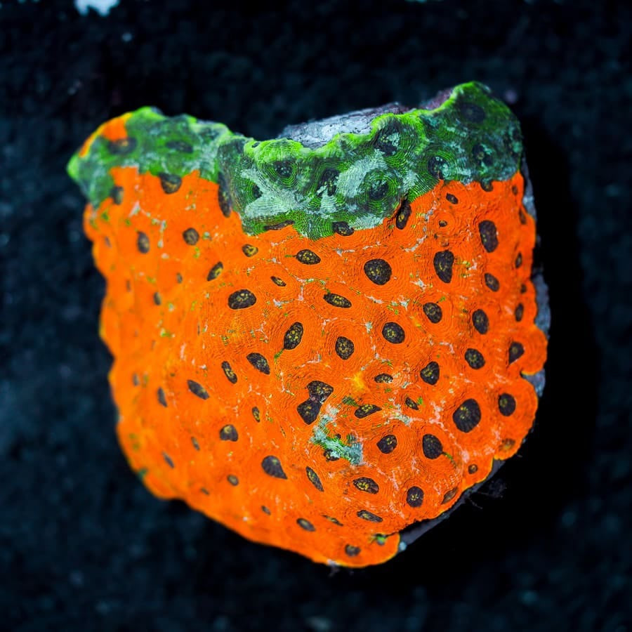 Orange crush Acan echinata