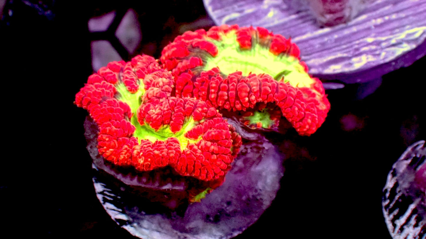 Red Blasto wellsi
