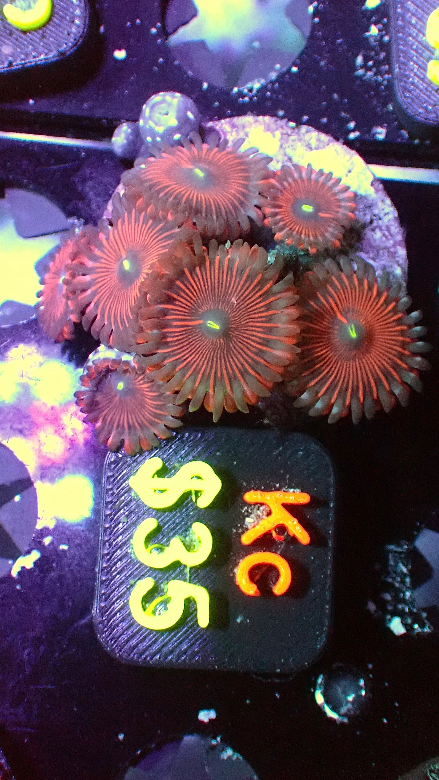 Red people eater zoas 1” WYSIWYG Kc