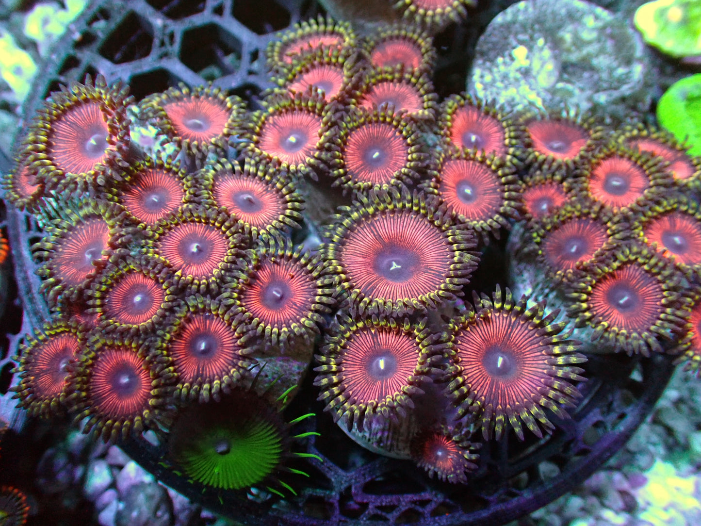Starlord Zoas