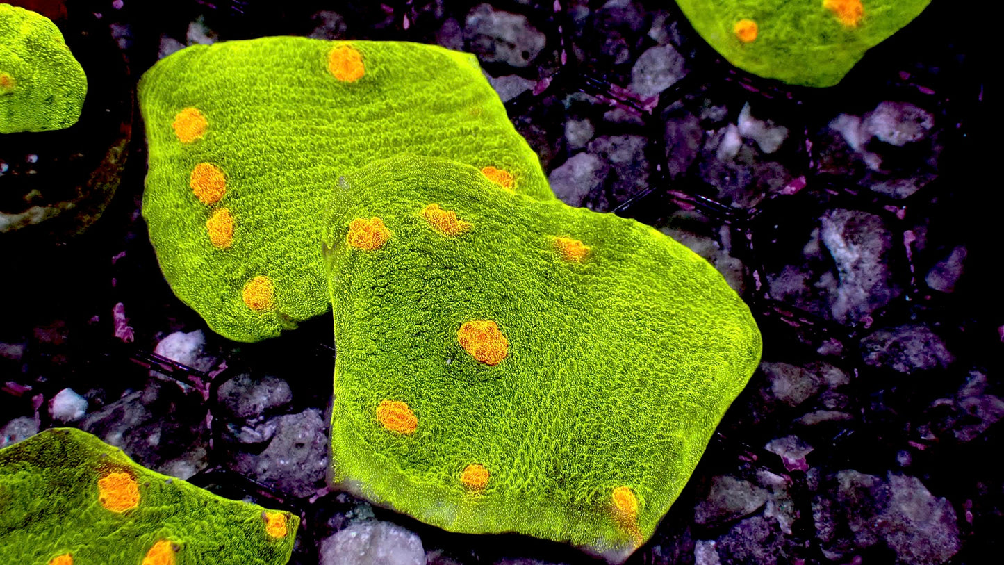 Space Invader Chalice