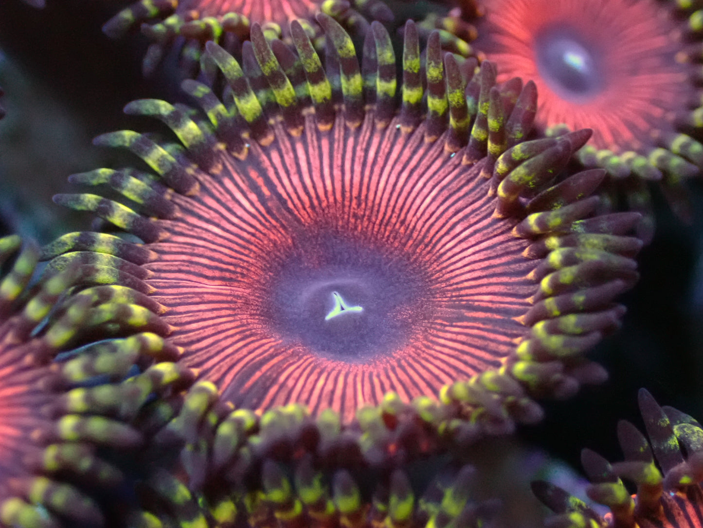 Starlord Zoas