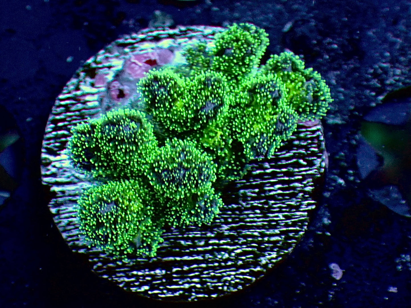 Green poccillopora