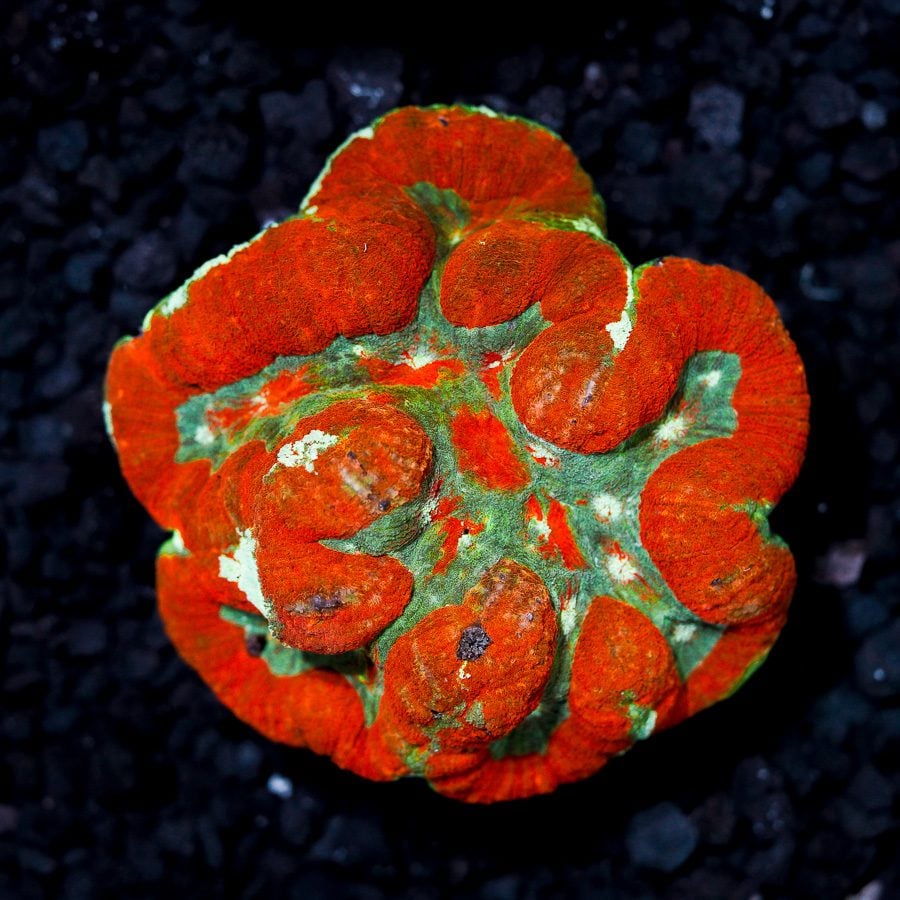 Autumn sky lobo brain 4” WYSIWYG