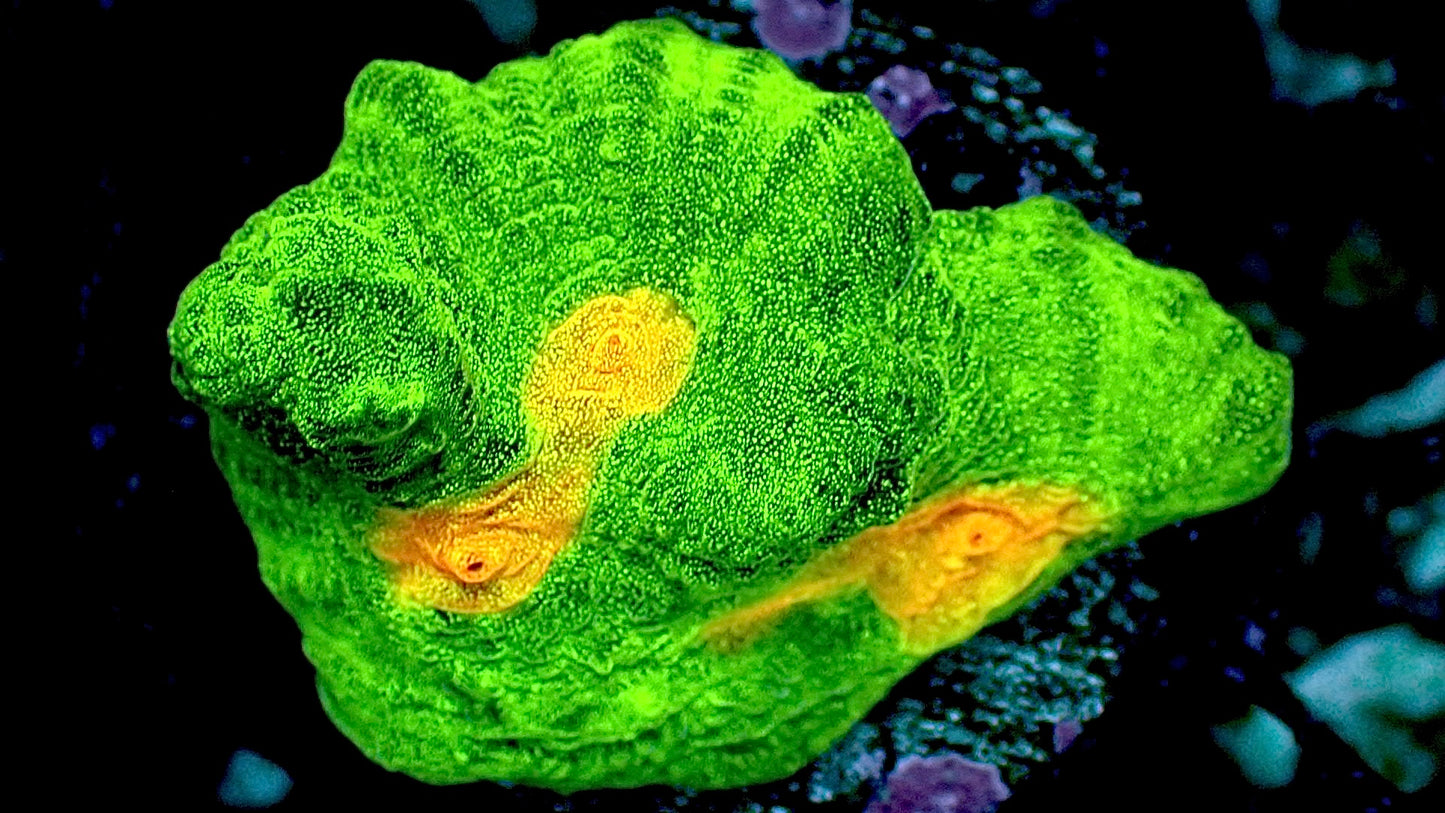 Space Invader Pectinia