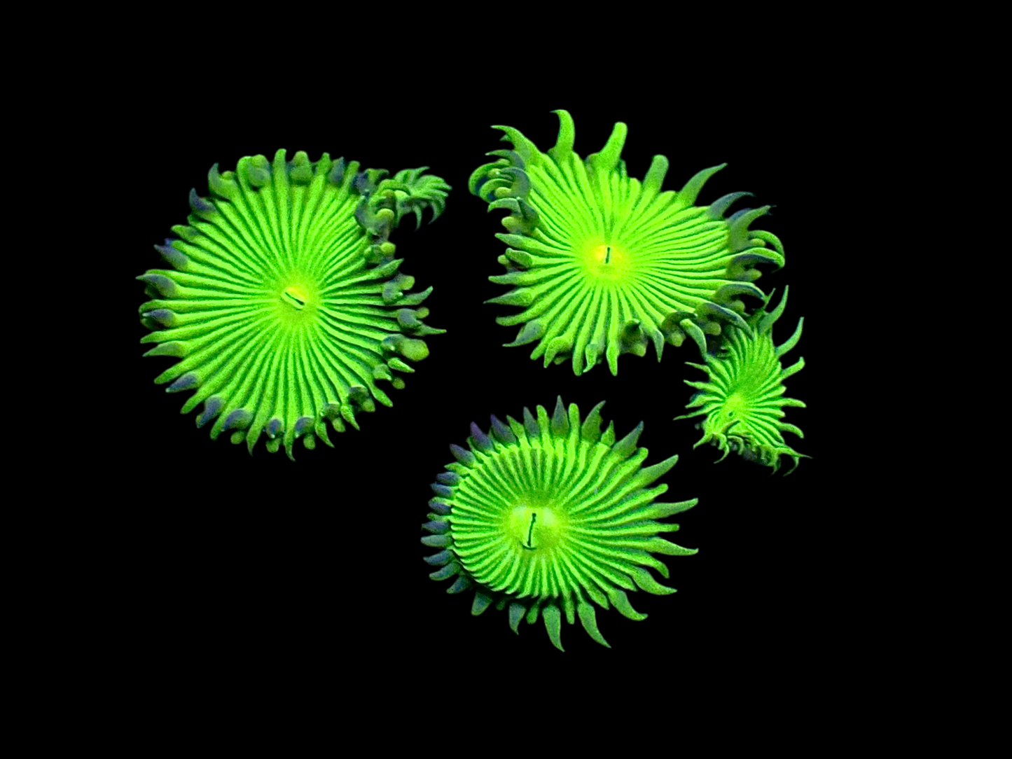 Green Implosion Paly