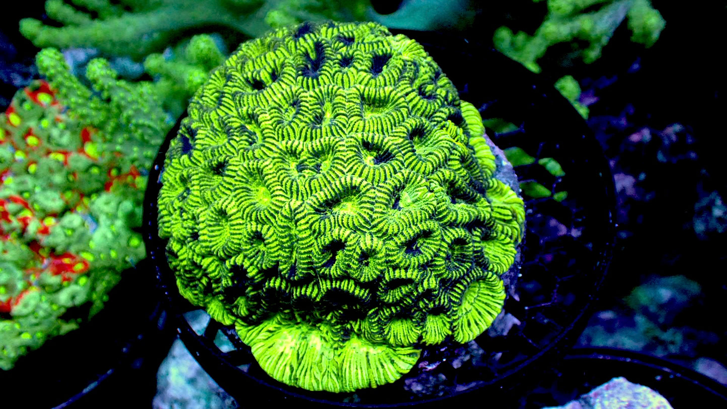 Glow worm favite brain colony 4” WYSIWYG