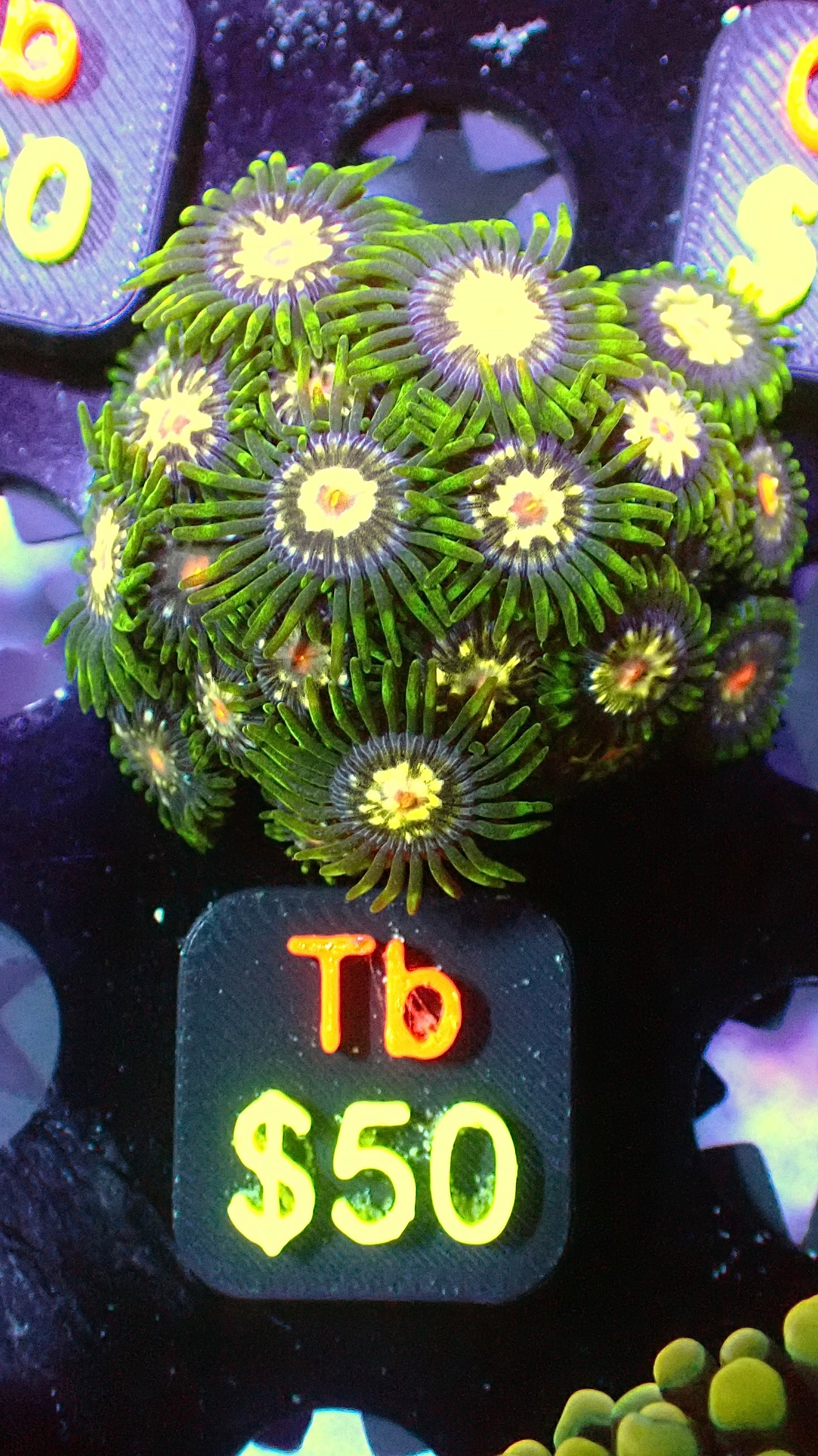 Stargazer zoas mini colony WYSIWYG Tb
