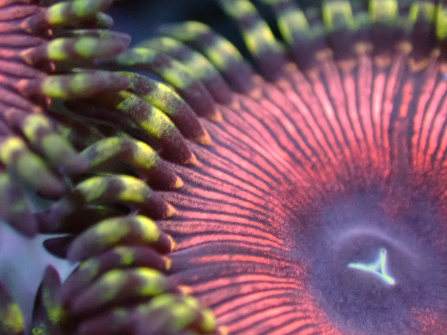Starlord Zoas