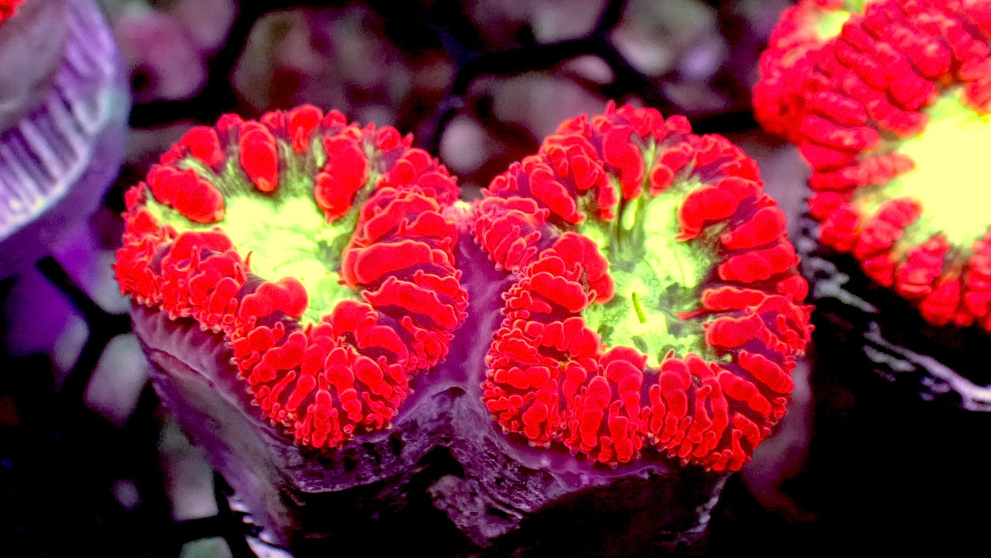 Red Blasto wellsi