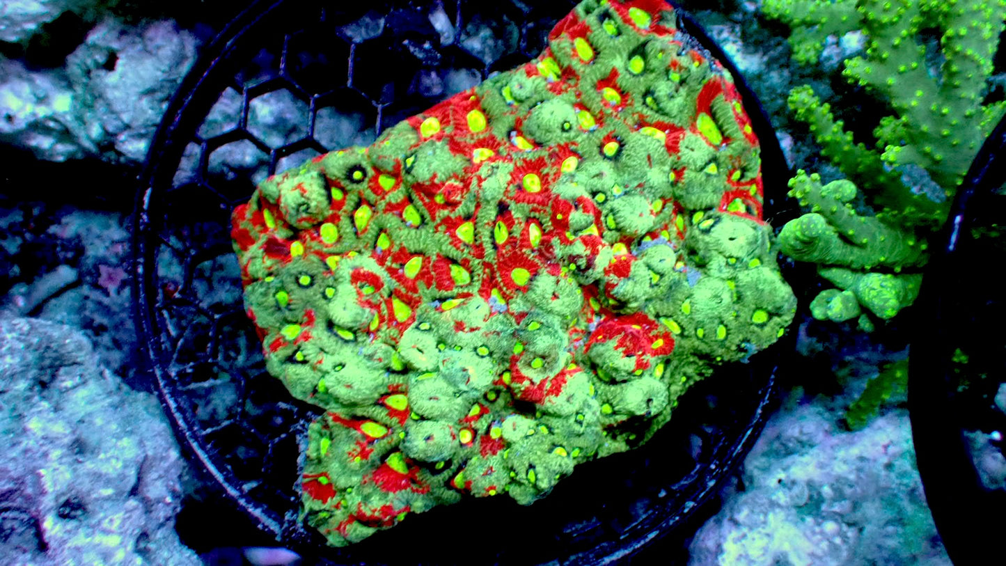 Splatter Sky Favites Colony 4” WYSIWYG