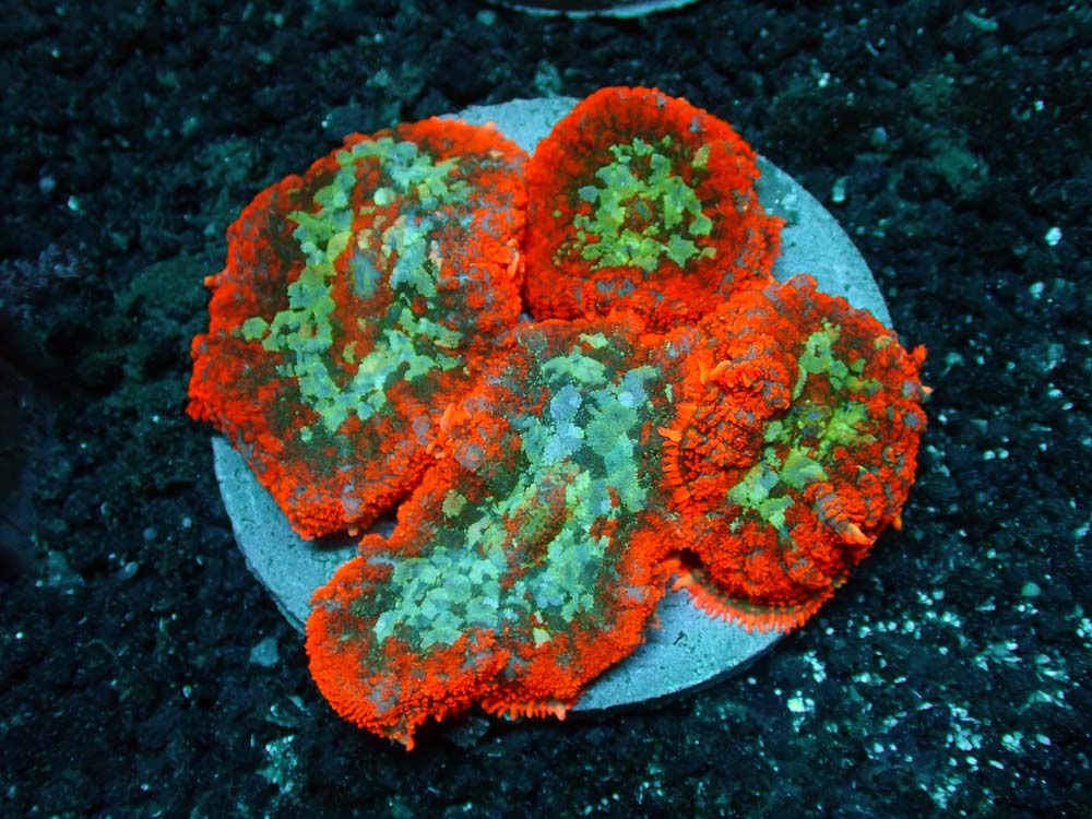Fire seas rhodactus mushroom colony WYSIWYG 4” plate