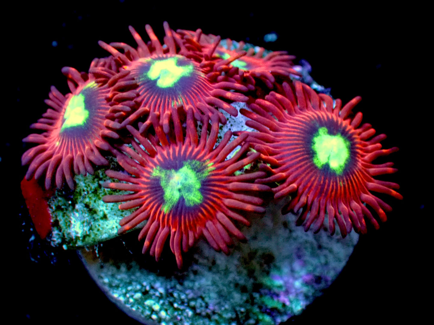 Spitfire zoas