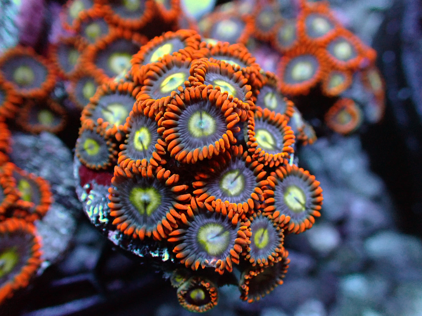 Spiderman Zoas