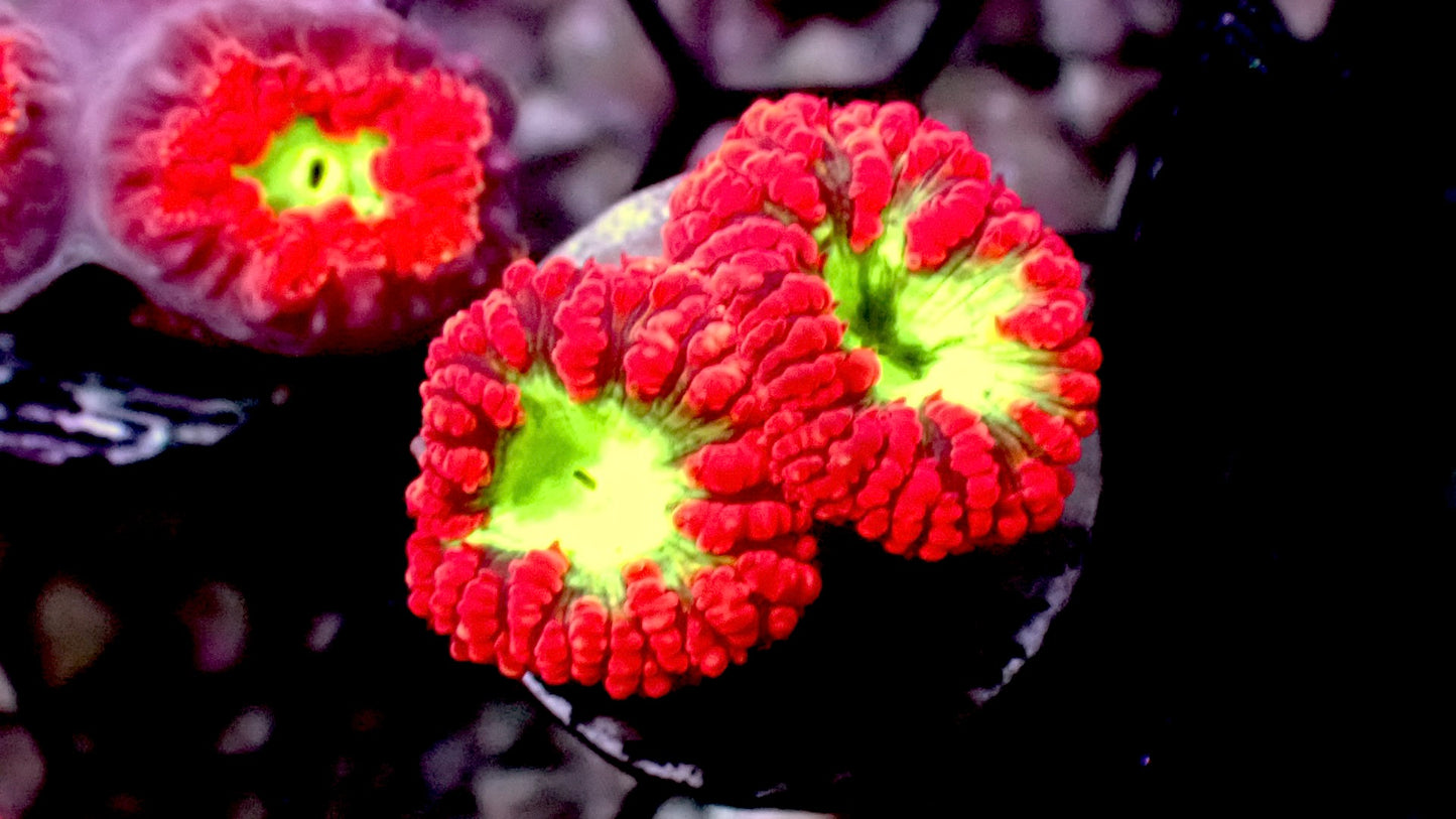 Red Blasto wellsi