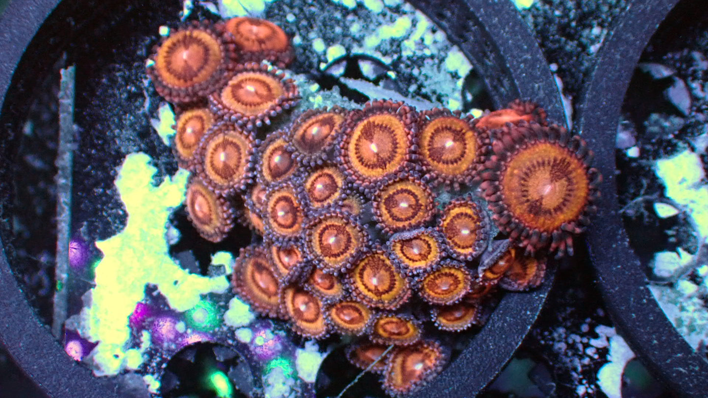 Stardust Zoanthid 2” colony WYSIWYG
