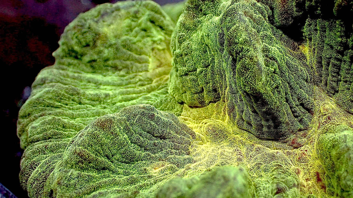 UFO πΈ pectinia 5β colony WYSIWYG