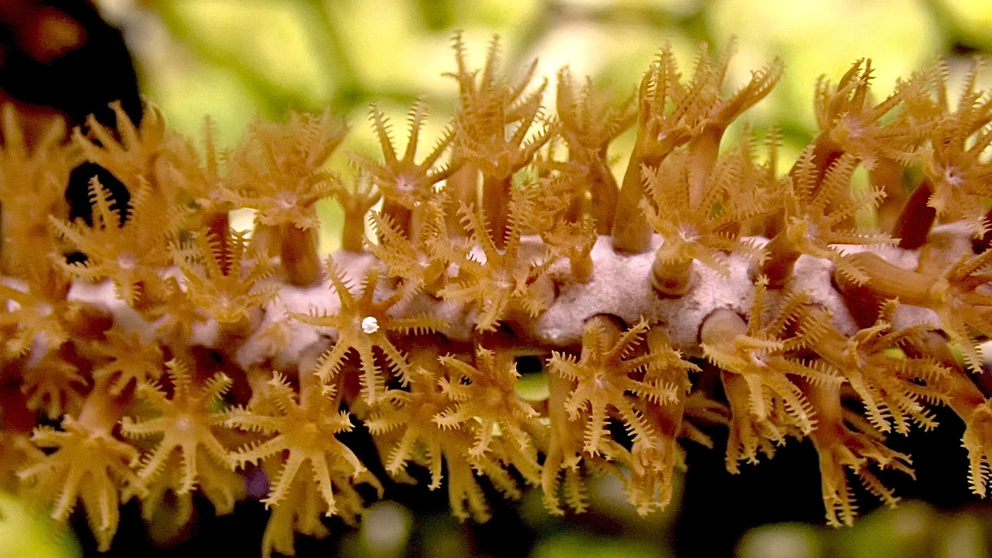 Orange Photosynthetic Gorgonian