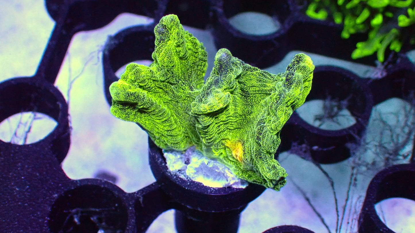 Space invader pectinia 1” frag WYSIWYG