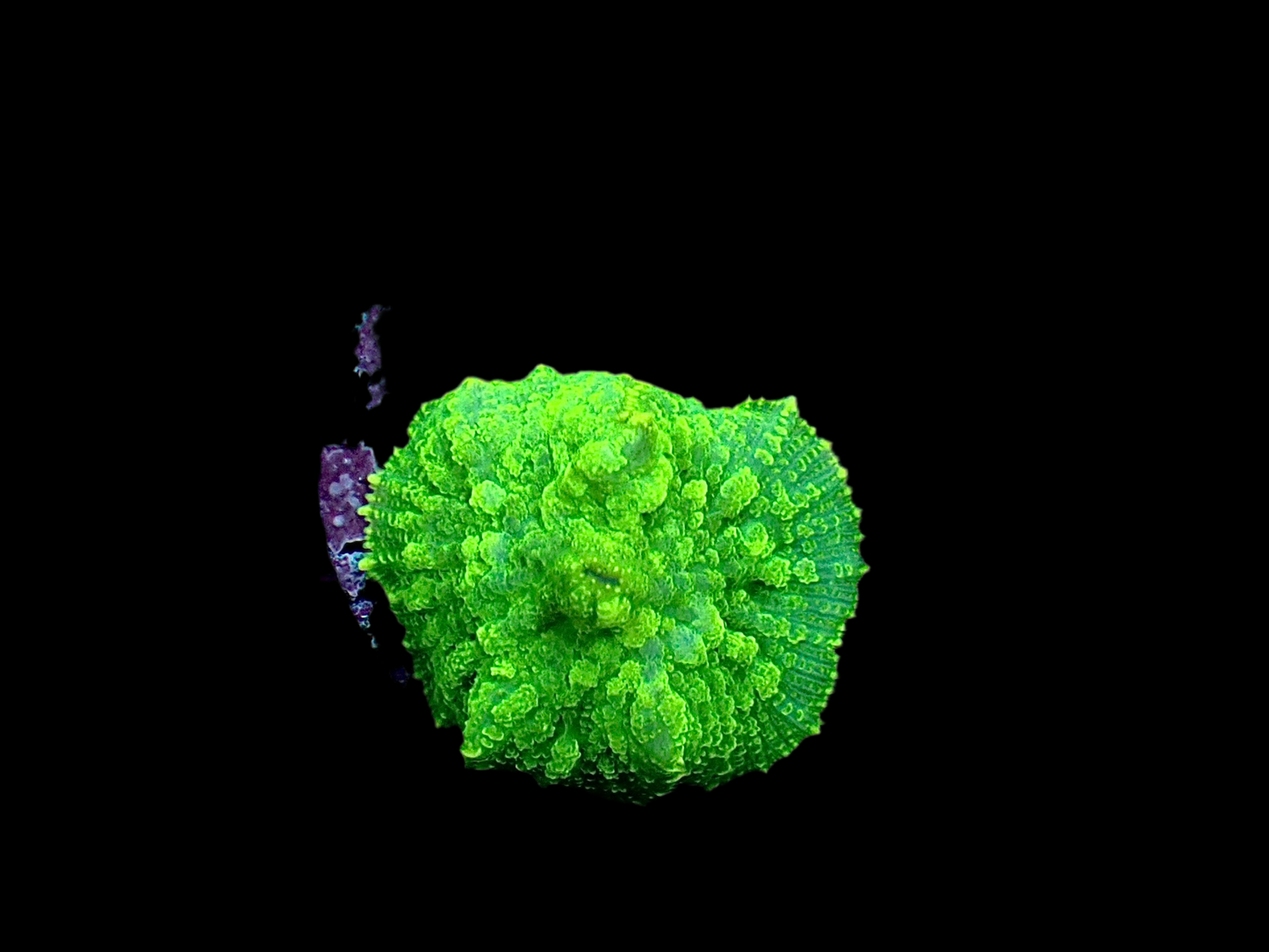 Green rhodactus mushroom