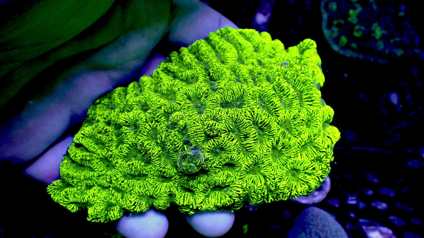 Radioactive brain 4” colony WYSIWYG