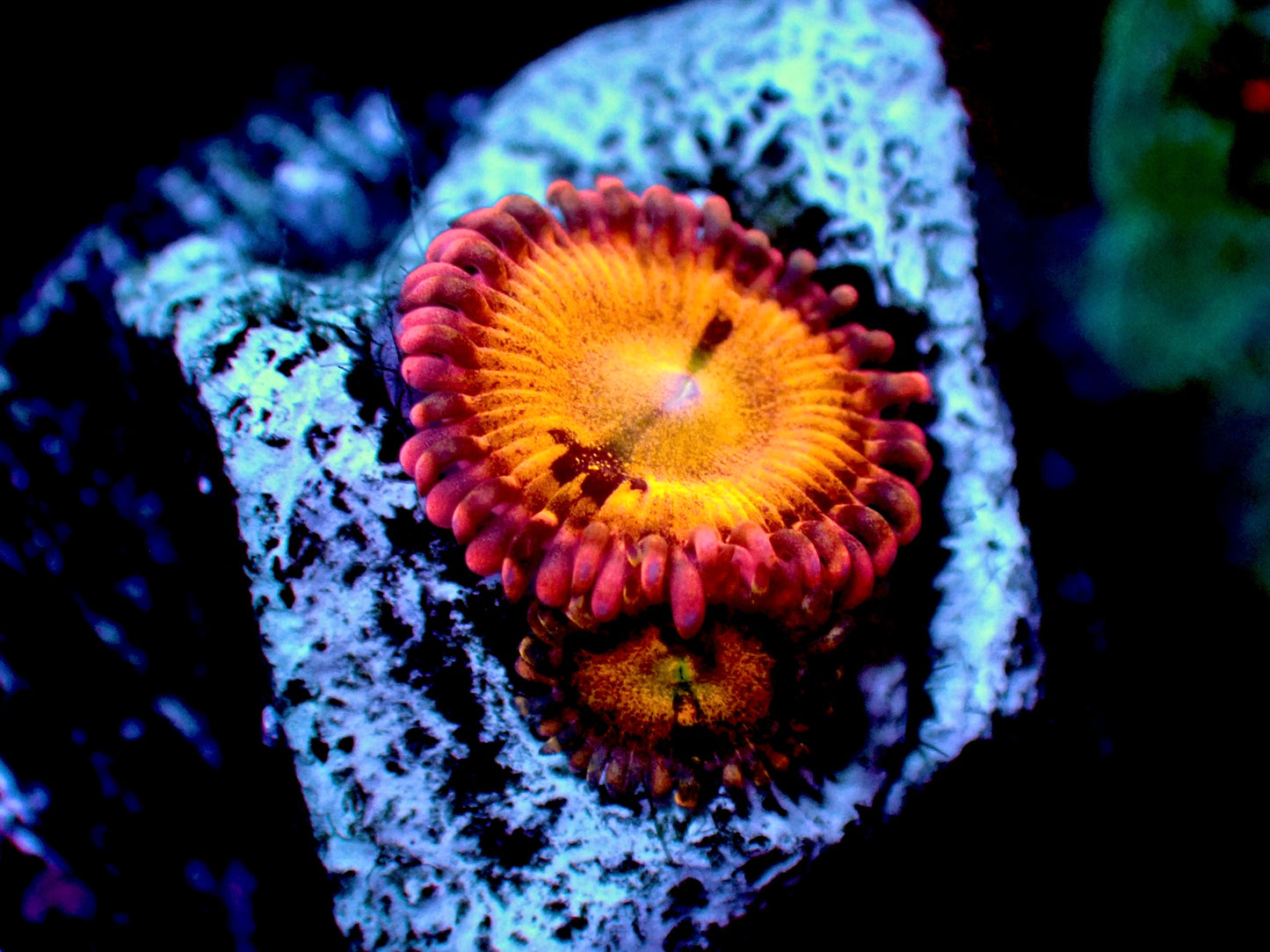 RTG Solar flare Zoas
