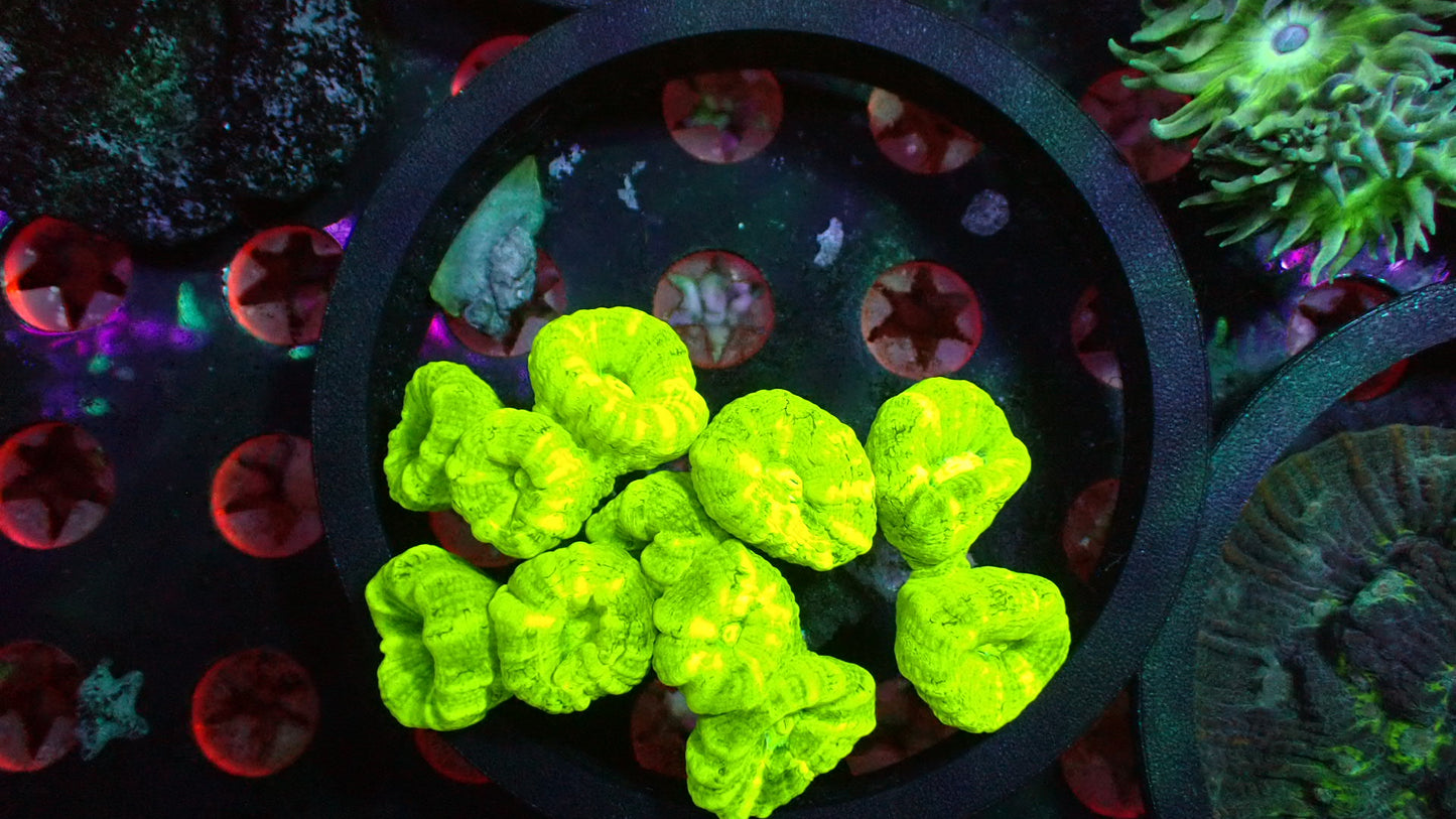 Kryptonite candy cane 10+ heads 4” WYSIWYG