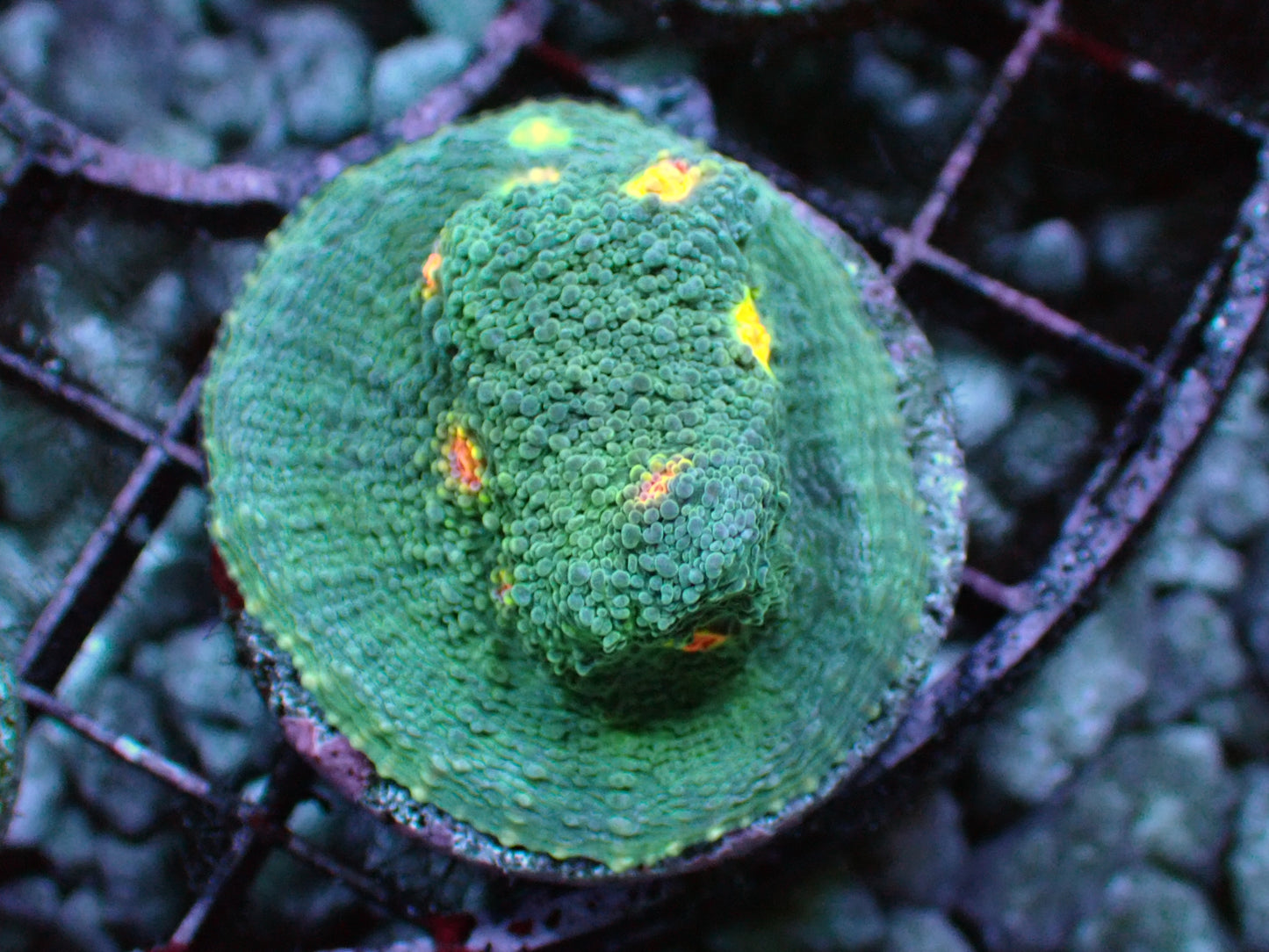 Miami hurricane chalice