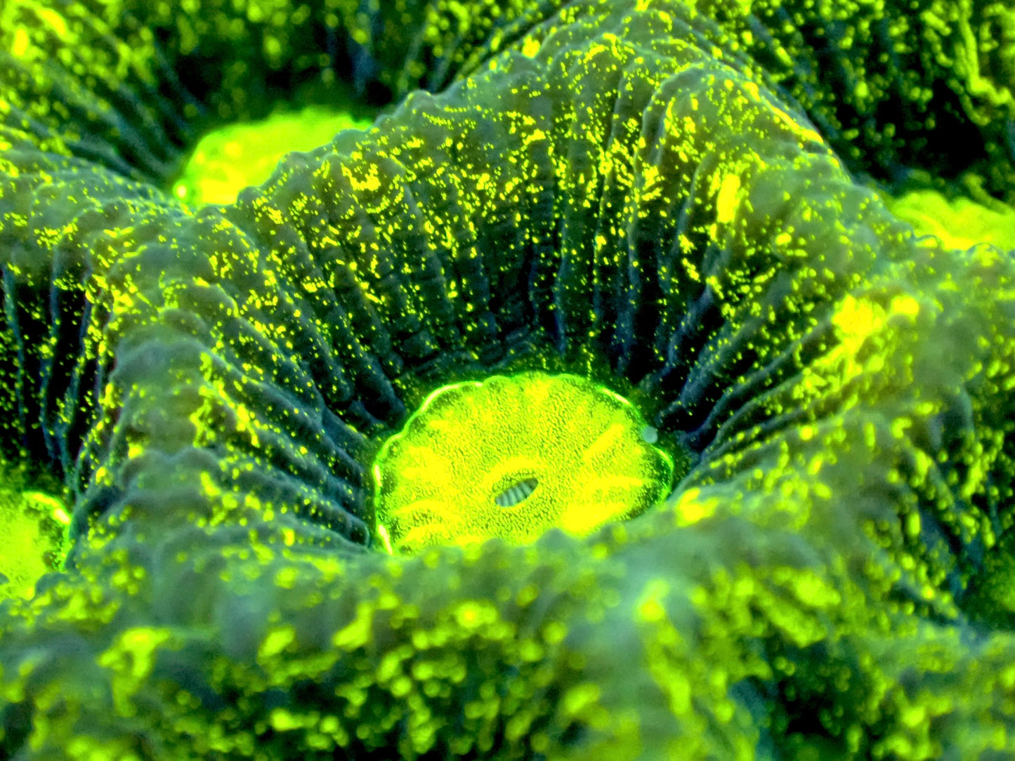 Neon Splatter Goniastrea