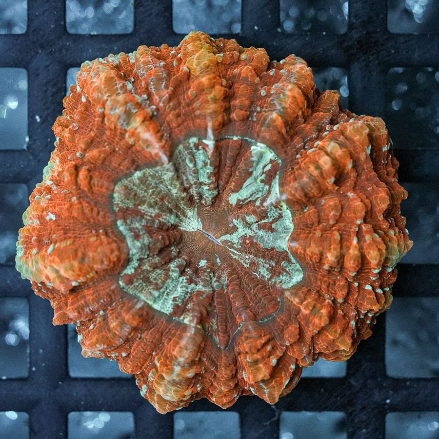 Rusty shield acantho 4” WYSIWYG